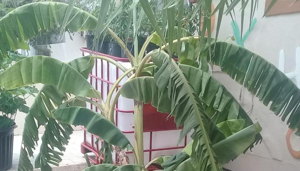 Aruba Backpackers Apartment Oranjestad Bagian luar foto